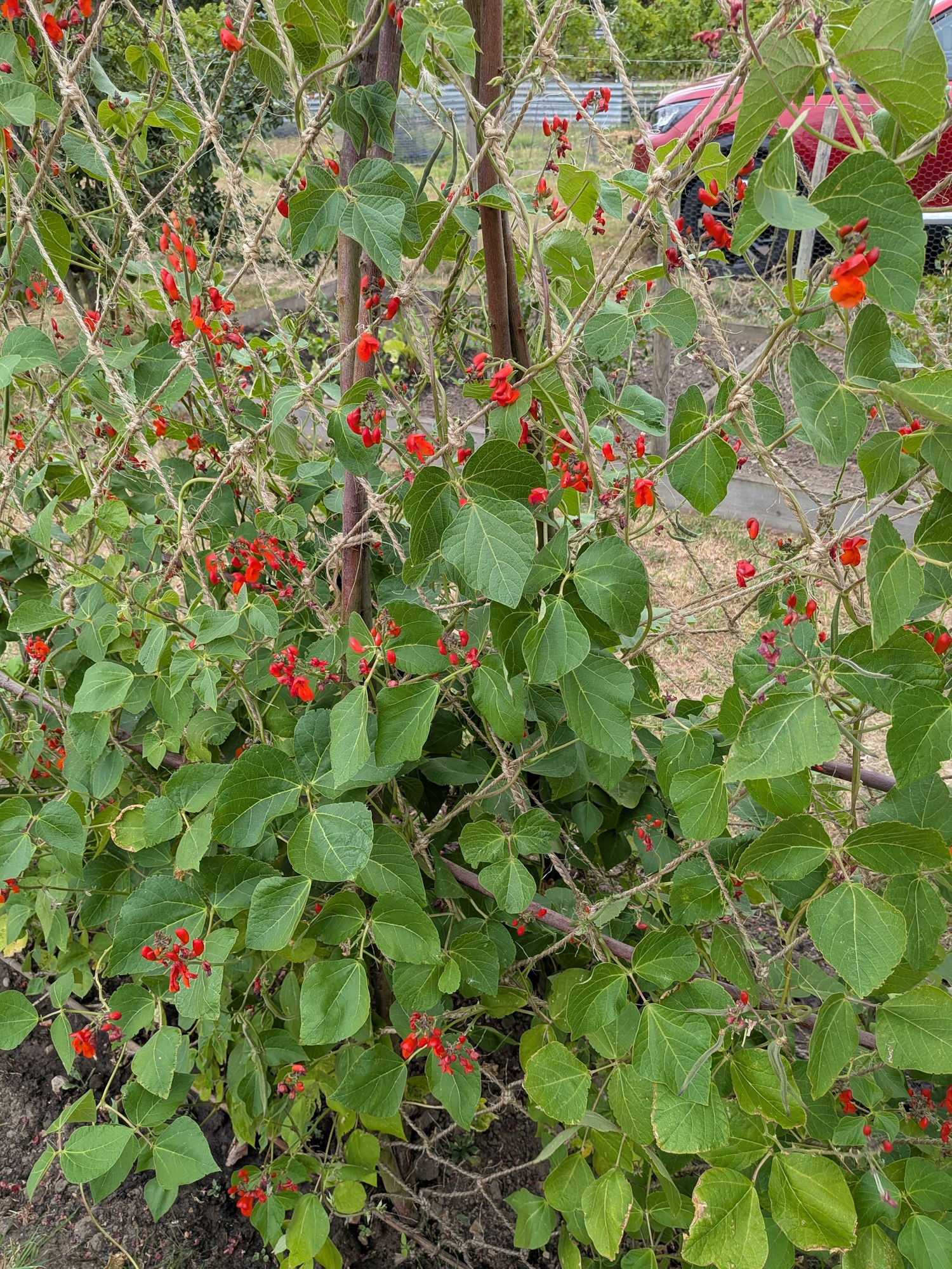 Vibrant green runner bean plant climbing a garden trellis with bright red blossoms