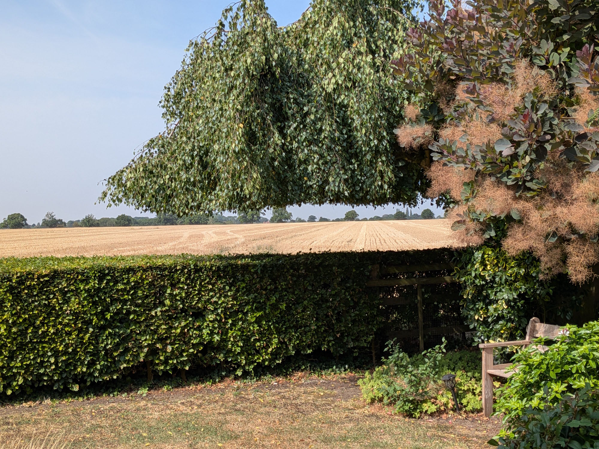 Framed view of a golden wheat field through garden foliage
