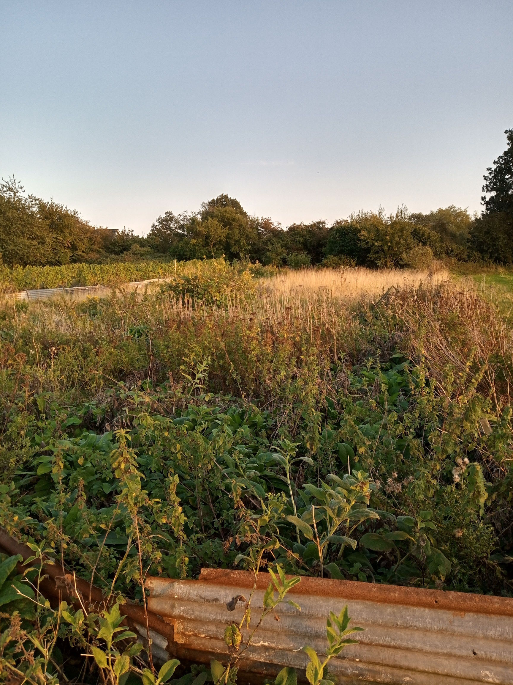 First sight of the allotment