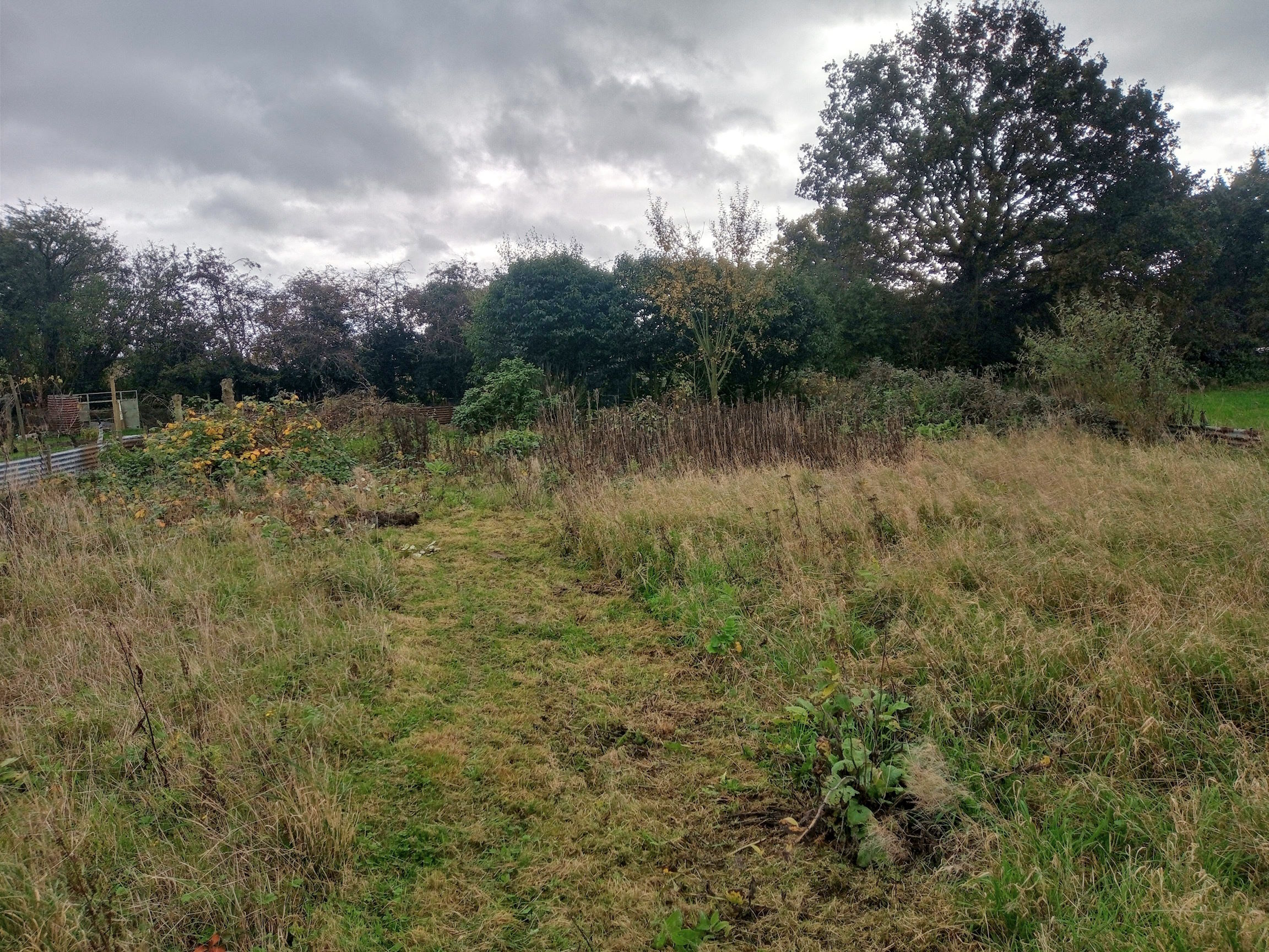 A path though the undergrowth